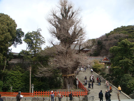 八幡さまの大銀杏