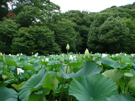 源平池の蓮の花